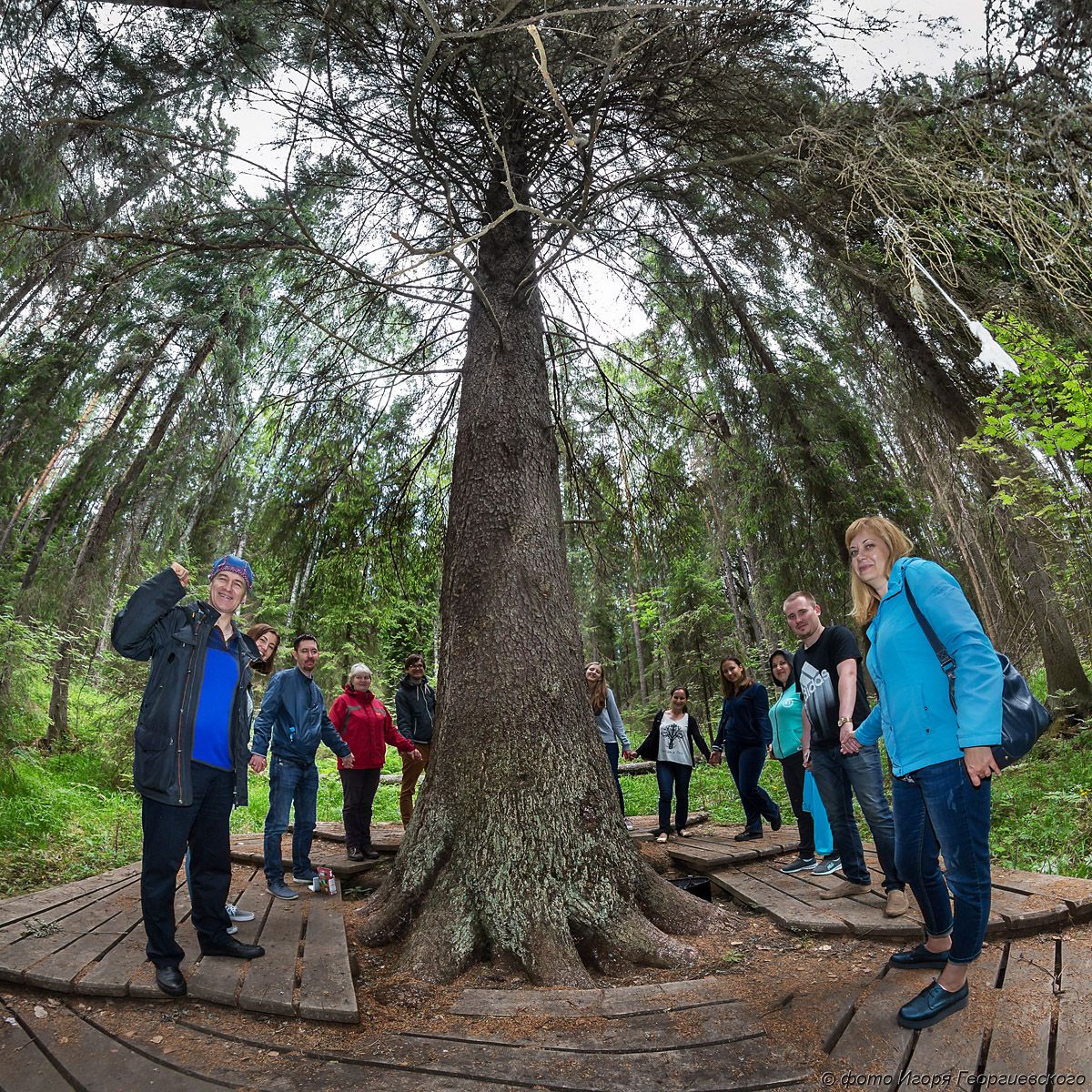 Karjalan kuusen korkeus on 36 metriä ja puun ympärysmitta on noin kolme metriä. Luontokohde houkuttelee tuhansia turisteja joka vuosi. Kuva: Igor Georgijevski
