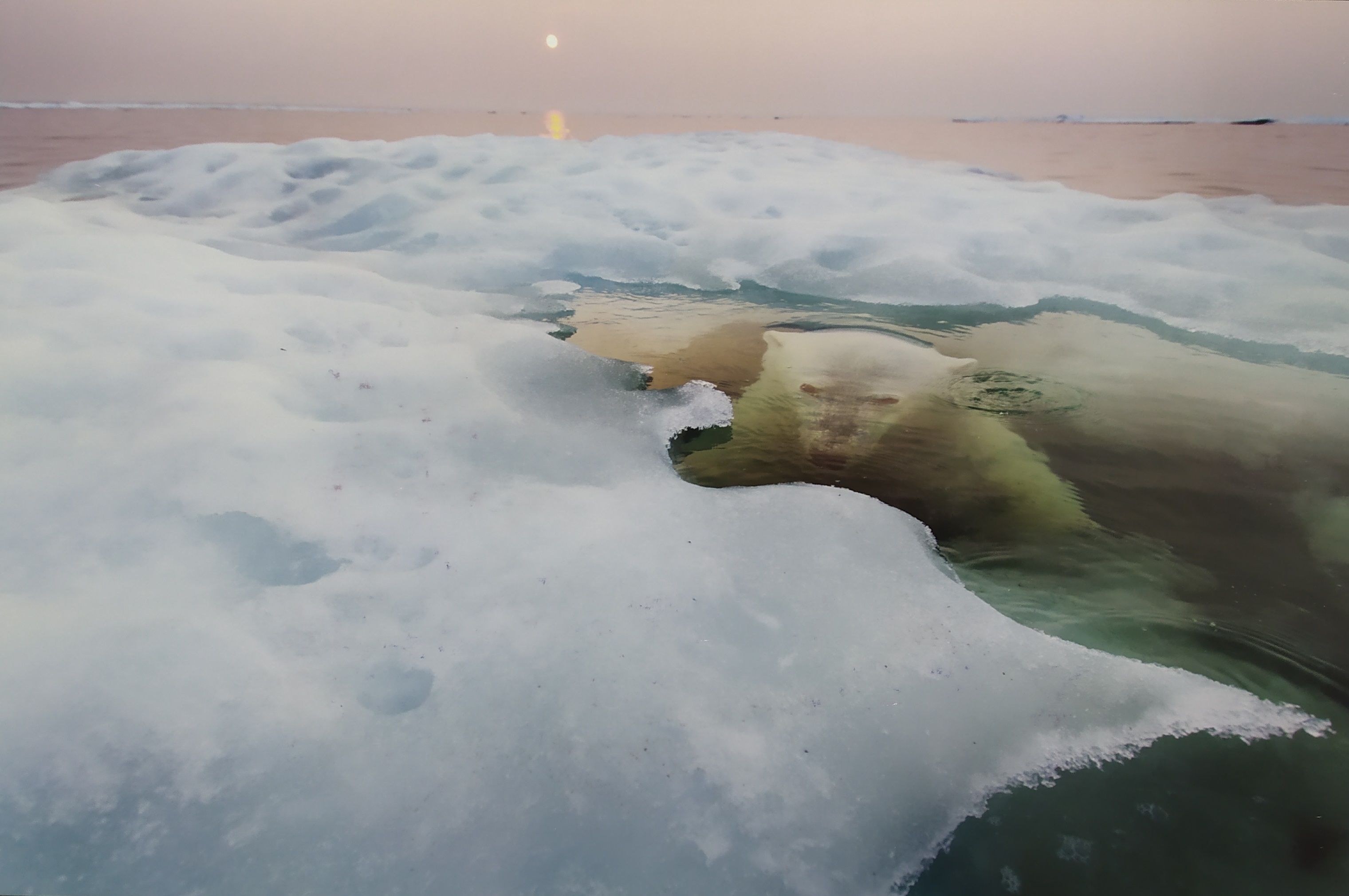 Jääkarhu. Kuva: Paul Souders