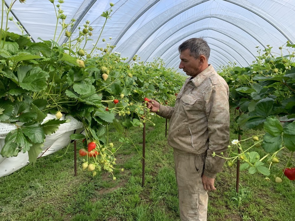 Andrei Sosunkevitš kasvattaa mansikkaa tunneleissa syyshallaan saakka. Kuva: Ilona Veikkolainen