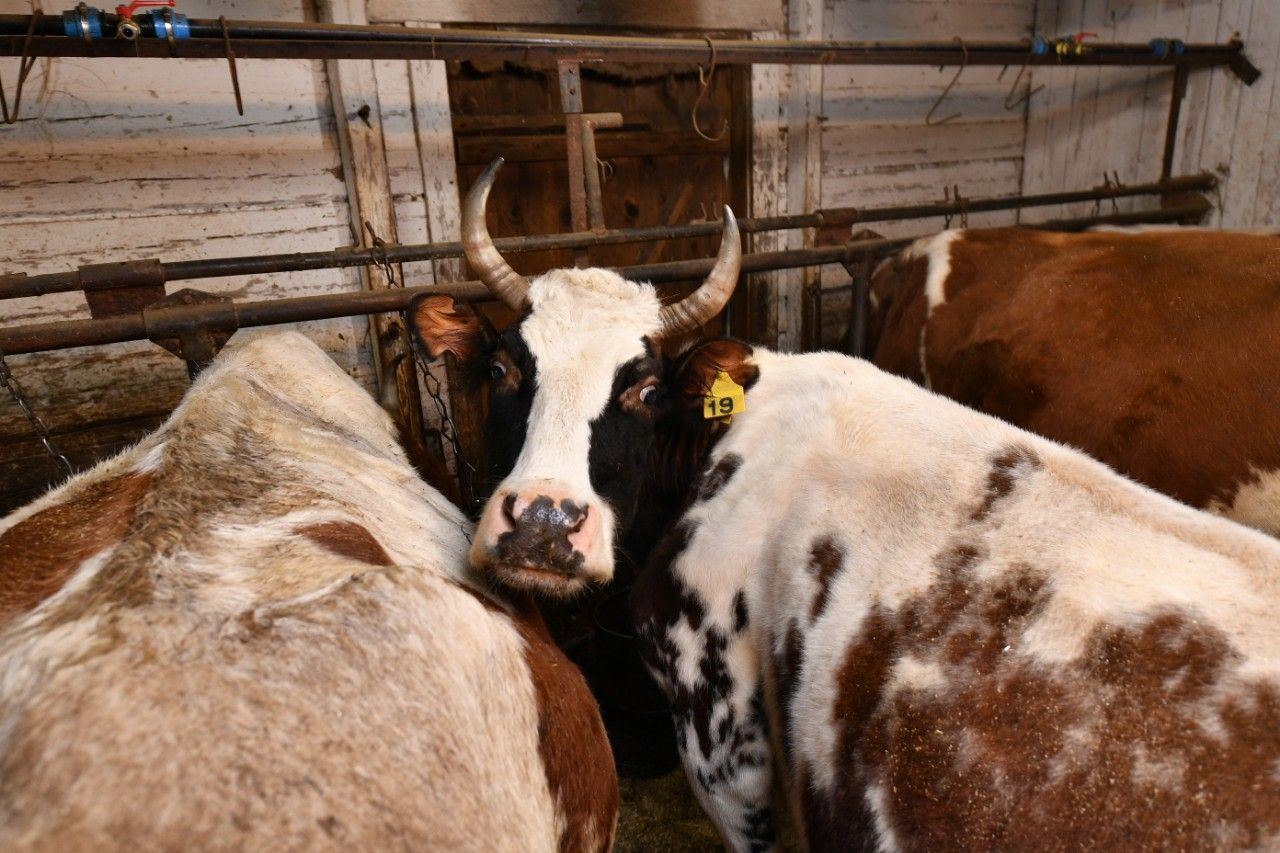 Yrittäjä Vladimir Galtsov hoitaa nyt 60 Ayrshire-rotuista lehmää. Hän rakentaa uuden navetan sadalle lypsylehmälle. Kuva: Karjalan hallituksen lehdistöpalvelu