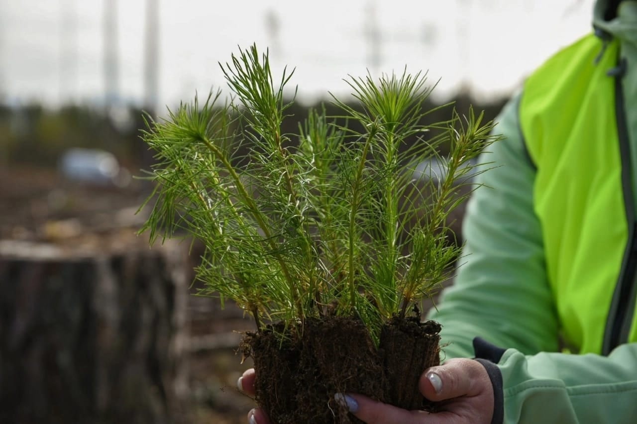 Karjalassa halutaan uudistaa sata prosenttia hakattua metsää vuoteen 2024 mennessä. Kuva: Karjalan luonnonvarain- ja ympäristöministeriön Vkontakte-sivusto 