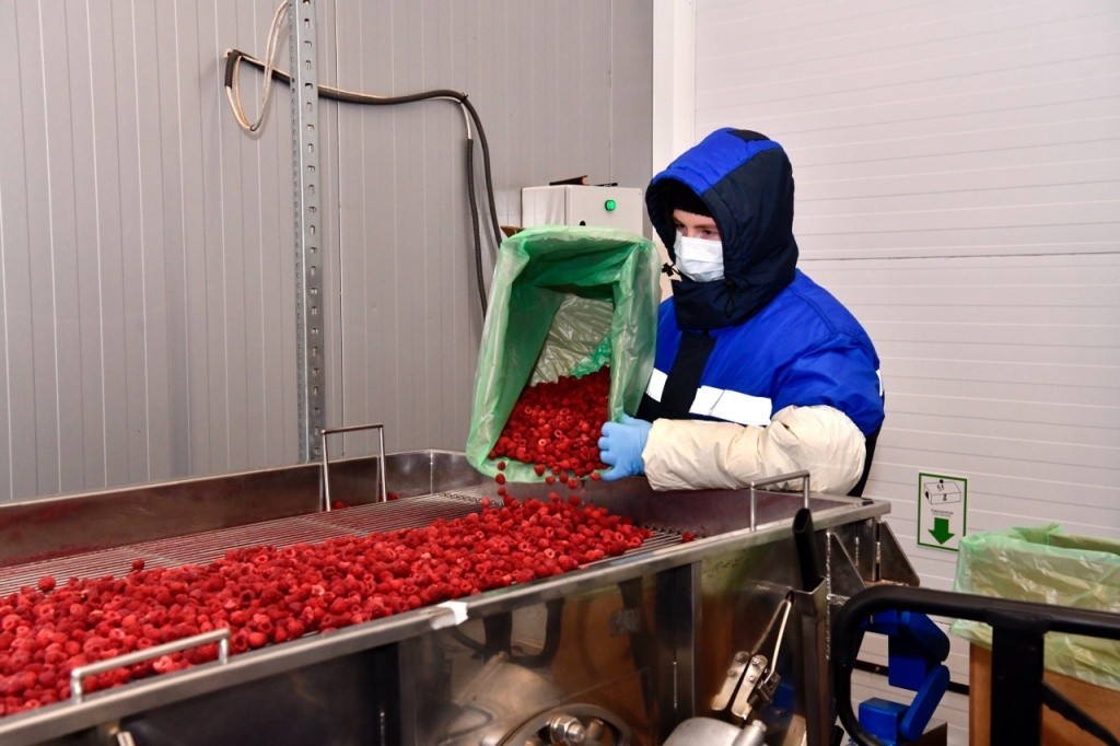 Karjalainen Freshberry-rajavastuuyhtiö aikoo valmistaa marjasosetta, josta voi valmistaa marjamehua. Kuva: Karjalan tasavallan päämiehen lehdistöpalvelu
