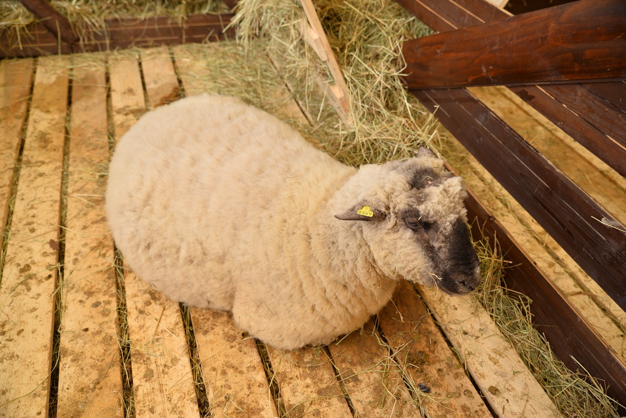 Oxford Down -rotuisia lampaita on kasvatettu Karjalassa vuodesta 2020. Lampaita kasvatetaan lihan ja villan takia. Kuva: Karjalan päämiehen lehdistöpalvelu
