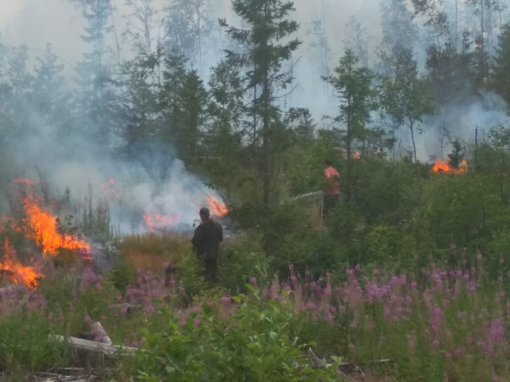 Metsäpalot riehuvat taas Suojärven piirissä. Kuva: Karjalan päämiehen lehdistöpalvelu