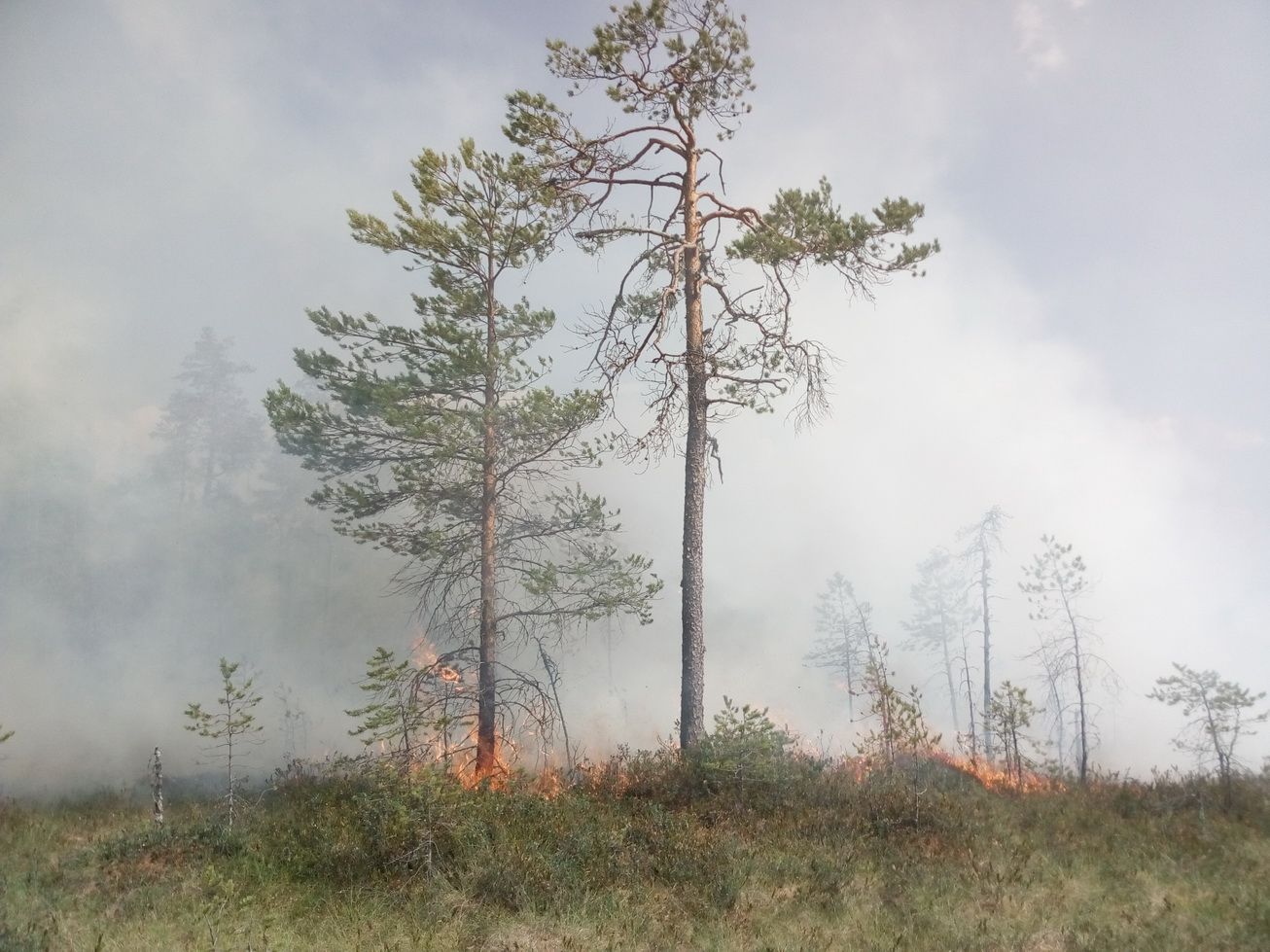 Vaikeimmat metsäpalot riehuvat Suojärven, Segežan ja Prääsän piireissä. Kuvassa palotilanne 3-4 kilometrin päässä Prääsän piirin Kuutamon kylästä sunnuntaina 18. heinäkuuta. Kuva: Andrei Kuznetsov