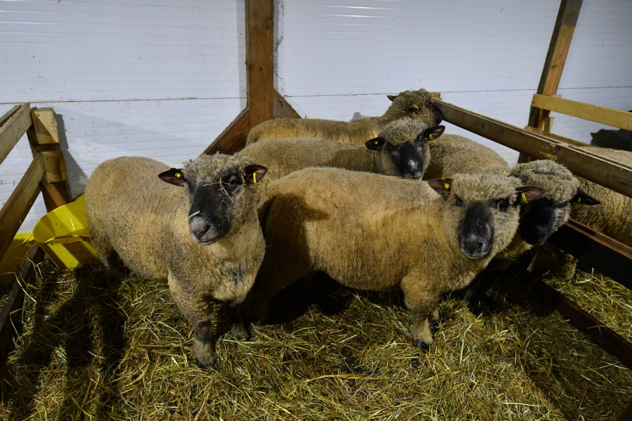 Lahdenpohjan piirin lammastilalla kasvatetaan Oxford Down -rotuisia lampaita. Samanlaisia ja myös Romanov-rotuisia lampaita aiotaan kasvattaa myös Mantsinsaarelle tulevalla tilalla. Kuva: Karjalan päämiehen lehdistöpalvelu