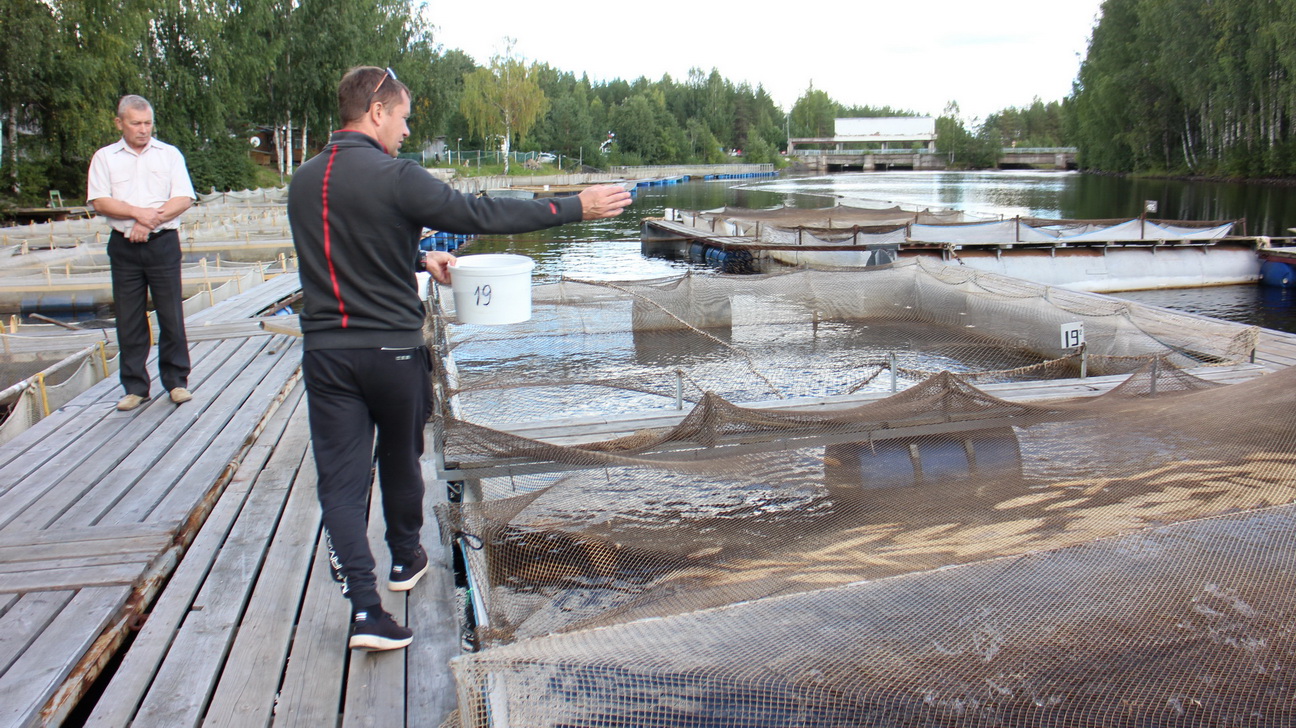 Tammi-lokakuun aikana Karjalan kalanviljelylaitokset ovat tuottaneet kaikkiaan vähän yli 30 000 tonnia kalaa. Kuva: Oleg Gerasjuk