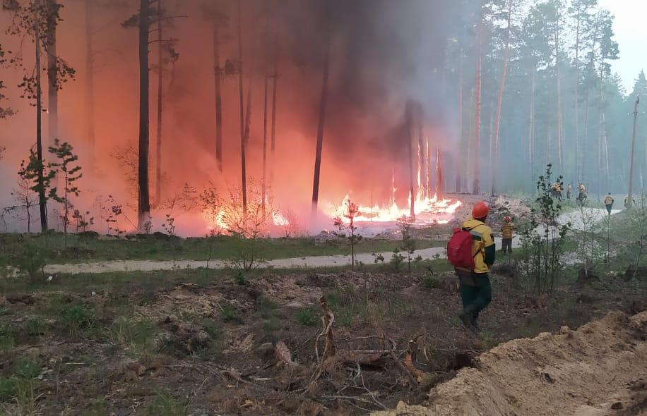 Karjalan palomiehet osallistuvat sammutustöihin Kurganin alueella kärjistyneen metsäpalotilanteen takia. Kuva: Karjalan tasavallan päämiehen lehdistöpalvelu
