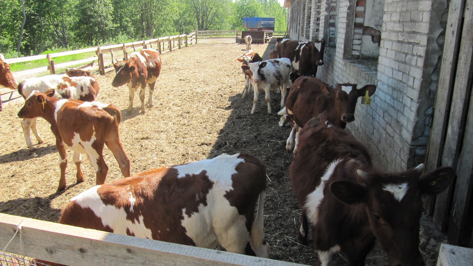 Veskelyksen maatilalla on kasvatettu teuraskarjaa ja hoidettu lypsykarjaa vuodesta 2005. Kuva Oleg Gerasjyk
