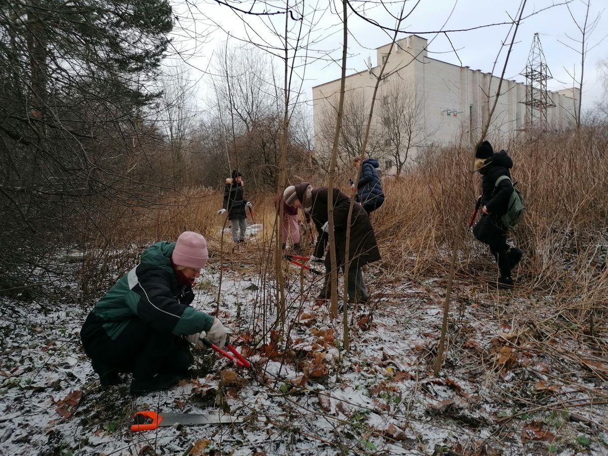 Vapaaehtoiset puhdistivat pensaista Lauri Letonmäen hautapaikkaa. Hauta kunnostetaan ensi keväänä. Kuva: Marina Tolstyh