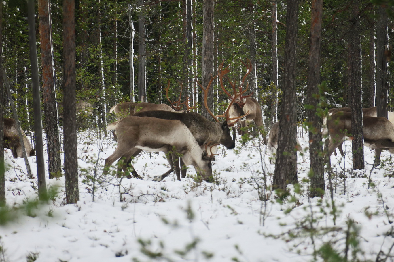 Metsäpeura on uhanalainen laji Venäjällä. Nyt Karjalan tasavallassa on noin 2 300 peuraa. Kuva: Karjalan Sanomien arkisto / Viktor Mamotov