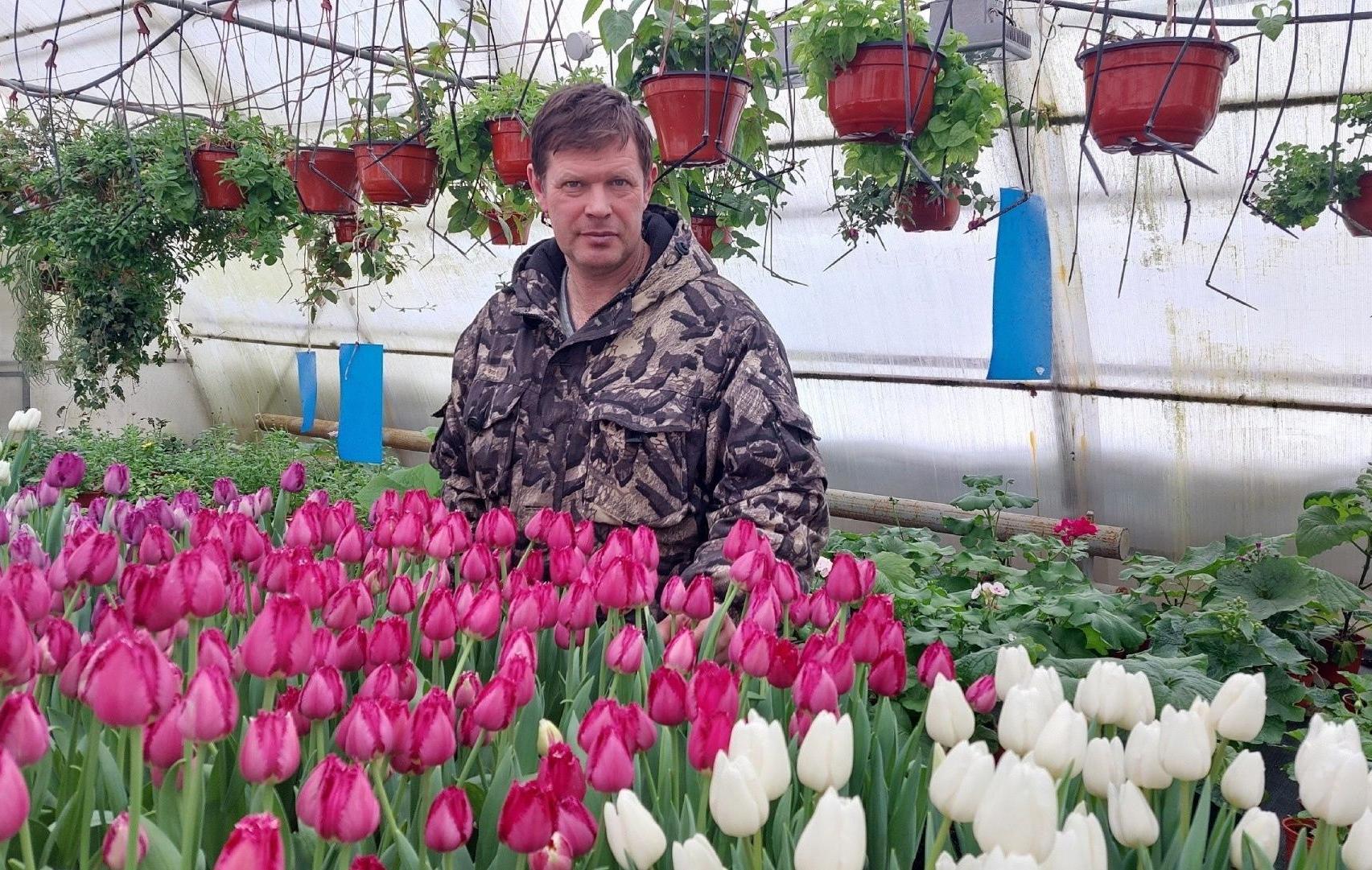 Maanviljelijä Aleksandr Šlipkin kasvattaa monen värisiä tulppaaneja, muun muassa punaisia, keltaisia, oransseja ja valkoisia. Kuva> Marina Petrova