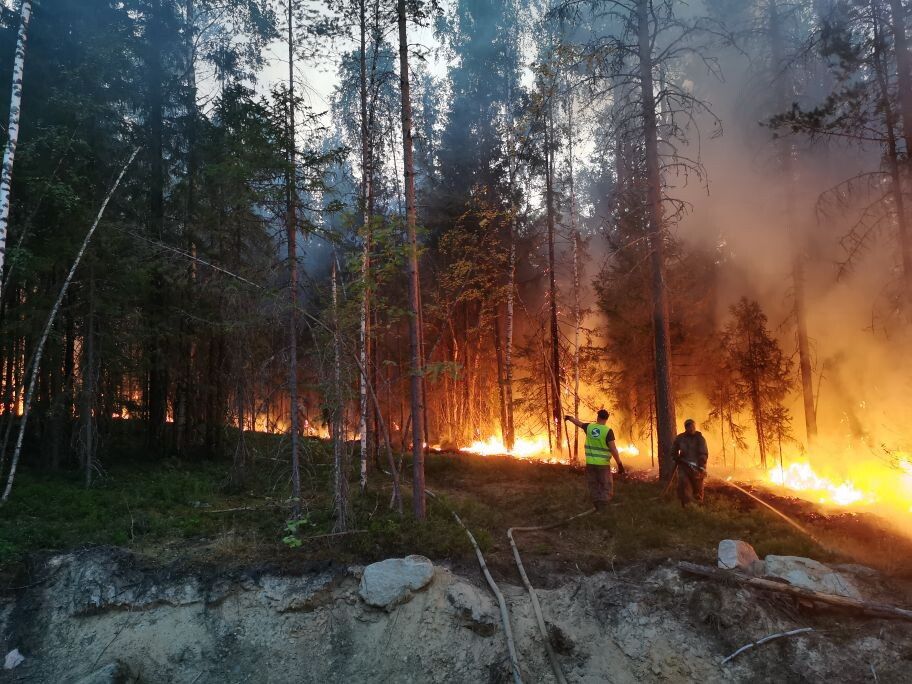 Metsäpaloalue oli Suojärven piirissä poikkeuksellisen suuri, 470 hehtaaria. Kuva: Karjalan luonnonvarain käytön ja ympäristöministeriö