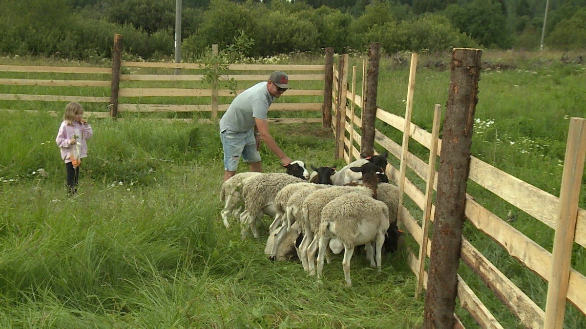 Yrittäjä Dmitri Sopunov aloitti lampaankasvatuksen Agrostrtup-avustuksella. Kuva: Karjalan päämiehen lehdistöpalvelu