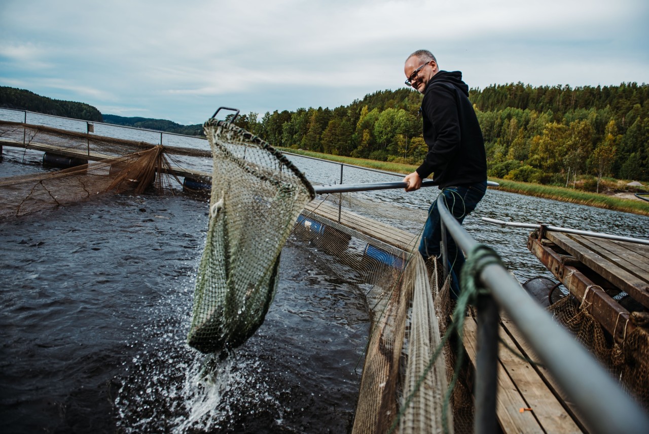 Suunnitelmien mukaan opastetut retket kalankasvattamoon alkavat ensi kesäkautena. Koledan projekti voitti Venäjän maatalousministeriön hankekilpailun. Kuva: stolicaonego.ru