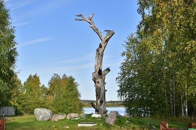 Kalevalan taajaman ehkä tunnetuin Lönnrotin mänty -alue on kunnostettu perin pohjin. Kuva: Karjalan hallituksen lehdistöpalvelu