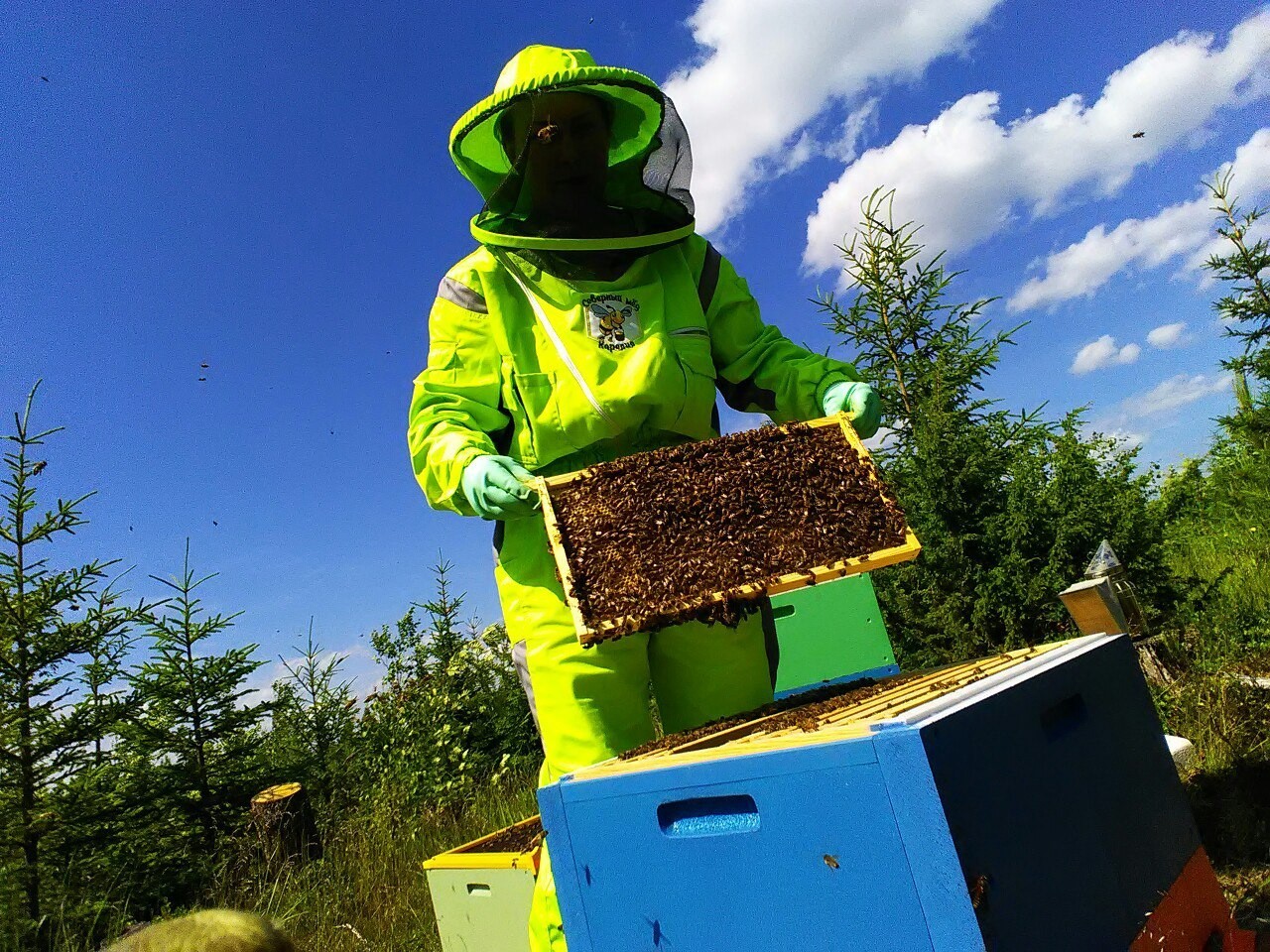 Kesän alussa Kintahankylässä aloittaa toimintansa mehiläistarha. Mehiläisiä ostetaan karjalaisilta mehiläishoitajilta. Kuva: Severnyi med -mehiläistarhan VKontakte-sivu